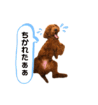 トイプーぐらの毎日スタンプ2（個別スタンプ：15）