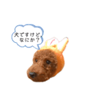トイプーぐらの毎日スタンプ2（個別スタンプ：23）