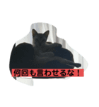 シンガプーラ猫の毒舌スタンプ（個別スタンプ：7）