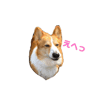 れれれれれんさん②（個別スタンプ：3）