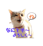 小梅ちゃんと楽しむ日常会話（個別スタンプ：7）