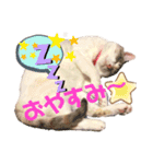 小梅ちゃんと楽しむ日常会話（個別スタンプ：12）