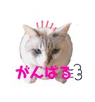 小梅ちゃんと楽しむ日常会話（個別スタンプ：13）