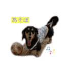 ボーダー＆ダックス ラブ❤️（個別スタンプ：1）