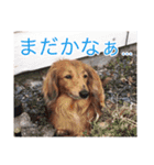 とむさん(日常)（個別スタンプ：4）