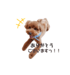 トイプーちっぷ☆3（個別スタンプ：2）
