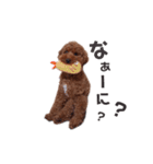 トイプーちっぷ☆3（個別スタンプ：3）