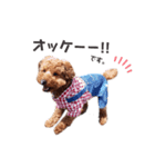 トイプーちっぷ☆3（個別スタンプ：4）