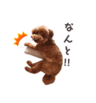 トイプーちっぷ☆3（個別スタンプ：9）