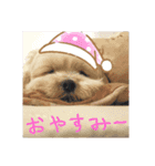 ぽねたん（個別スタンプ：4）