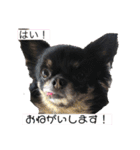 あいさつスタンプ  ちわわスタンプ（個別スタンプ：2）