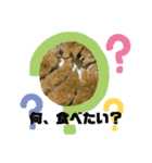 あいさつスタンプ  ちわわスタンプ（個別スタンプ：20）