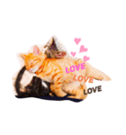猫のグリグラ2（個別スタンプ：1）