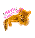 猫のグリグラ2（個別スタンプ：4）