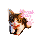 猫のグリグラ2（個別スタンプ：5）
