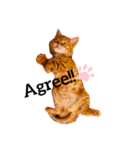 猫のグリグラ2（個別スタンプ：11）