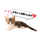 猫のグリグラ2（個別スタンプ：16）