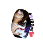 猫のグリグラ2（個別スタンプ：19）