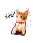 猫のグリグラ2（個別スタンプ：20）