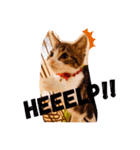 猫のグリグラ2（個別スタンプ：21）