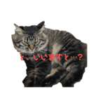しし丸すたんぷ（個別スタンプ：3）