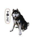 しし丸すたんぷ（個別スタンプ：8）
