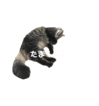 しし丸すたんぷ（個別スタンプ：15）