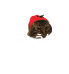 しし丸すたんぷ（個別スタンプ：18）