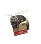 しし丸すたんぷ（個別スタンプ：29）