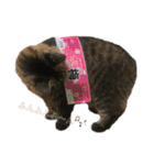 しし丸すたんぷ（個別スタンプ：31）