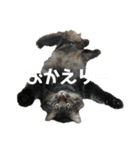 しし丸すたんぷ（個別スタンプ：32）