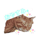 気分屋な茶トラスタンプ（個別スタンプ：1）