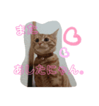 気分屋な茶トラスタンプ（個別スタンプ：6）