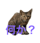 ふくいねこ（個別スタンプ：1）