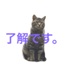 ふくいねこ（個別スタンプ：4）