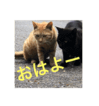 ふくいねこ（個別スタンプ：5）