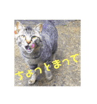 ふくいねこ（個別スタンプ：7）