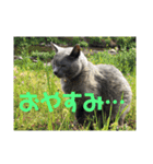 ふくいねこ（個別スタンプ：9）