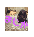 ふくいねこ（個別スタンプ：10）
