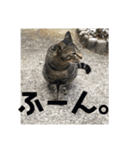 ふくいねこ（個別スタンプ：11）