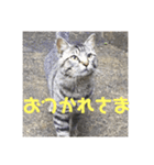 ふくいねこ（個別スタンプ：12）