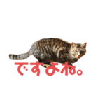 ふくいねこ（個別スタンプ：13）