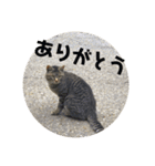 ふくいねこ（個別スタンプ：14）