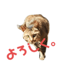 ふくいねこ（個別スタンプ：15）