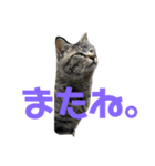 ふくいねこ（個別スタンプ：16）