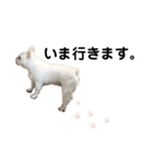 ♡しゃろえ♡（個別スタンプ：33）