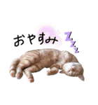 しまえびしま子と三毛子達（個別スタンプ：3）