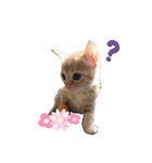 しまえびしま子と三毛子達（個別スタンプ：7）