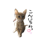 しまえびしま子と三毛子達（個別スタンプ：11）