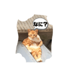 すわるネコ（個別スタンプ：8）